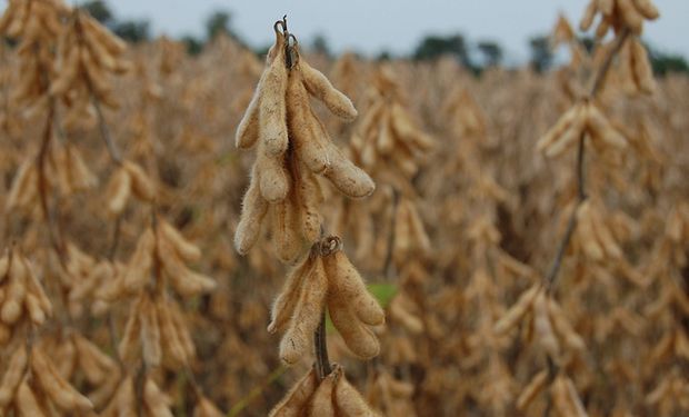 Productores venden sólo la soja necesaria para pagar deudas