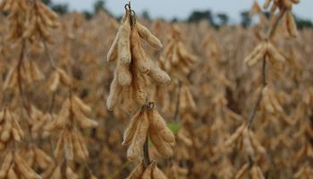 Brasil investiga soja resistente a sequía