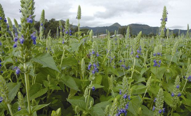 Chía, un cultivo milenario con mucho futuro