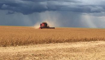 El precio de la soja alcanzó un máximo de siete meses: cuánto se pagó en Rosario