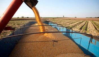 Leve retroceso para el precio de la soja y el maíz