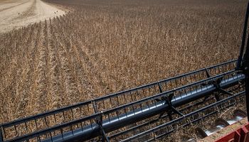 La soja y el maíz caen ante el ingreso de la cosecha y el trigo sube por la tendencia externa: qué pasó con los precios de Rosario