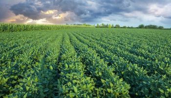 Chicago: los datos del Crop Tour golpearon a la soja