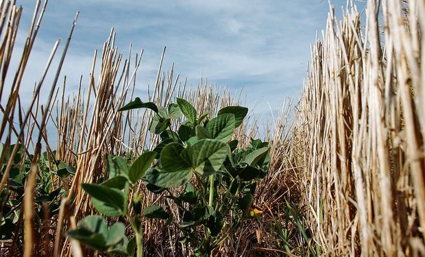 Soja, trigo y maíz: bajas generalizadas pese al clima adverso en Estados Unidos