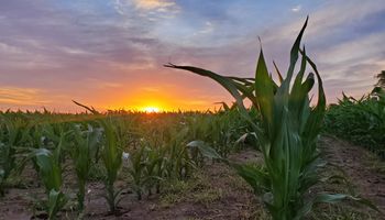 Soja, trigo y maíz: factores alcistas, bajistas y las dudas que definen la tendencia de precios