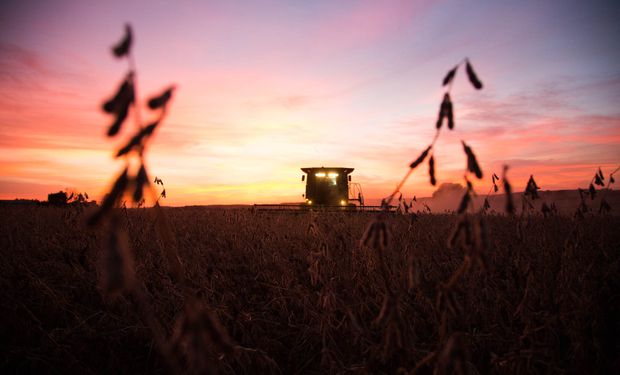 Se cortó la racha: un dato del USDA dejó importantes bajas para soja, trigo y maíz