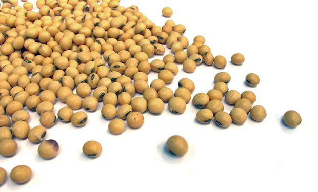 El mercado de granos necesita nuevas noticias alcistas: la soja cayó US$ 17,7 y el maíz US$ 9,3