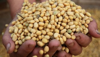 La soja tocó el límite máximo de subas y el maíz acompañó por China: cuánto se pagó en el mercado local