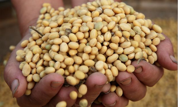 La soja tocó el límite máximo de subas y el maíz acompañó por China: cuánto se pagó en el mercado local