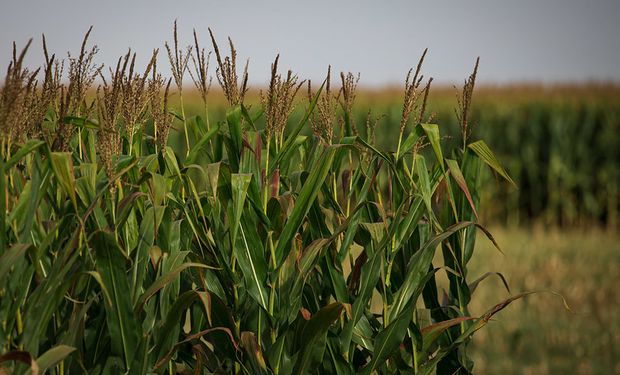 La chicharrita llegó a Río Negro, pero avanza el frío para empezar a “barrer” con la plaga del maíz que no aguanta menos de 4°C