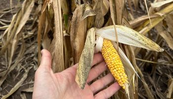 Chicharrita y spiroplasma: el mejor aliado para combatir a la enfermedad del maíz y qué se puede hacer de ahora en más