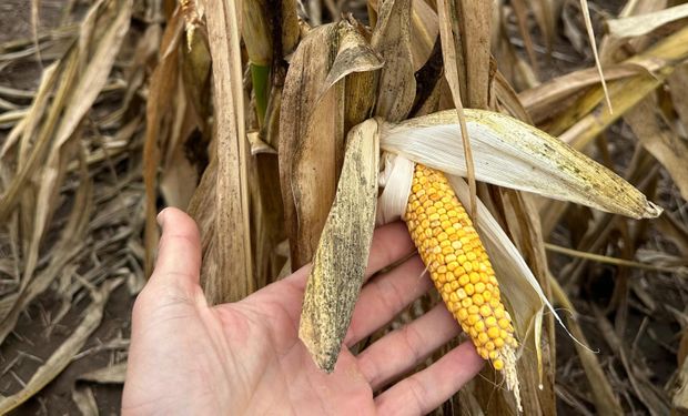 Chicharrita y spiroplasma: el mejor aliado para combatir a la enfermedad del maíz y qué se puede hacer de ahora en más