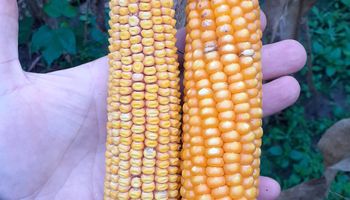 Recomendaciones para reducir el impacto de la chicharrita del maíz