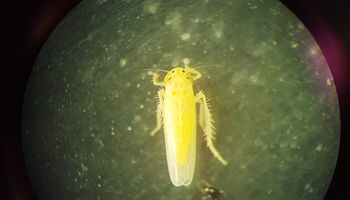 Chicharrita: sube la presión y aparecen síntomas que abren un interrogante sobre el maíz