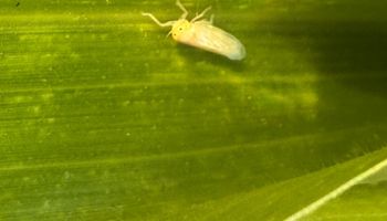 Alerta para el maíz tardío: encuentran chicharritas de forma temprana y comparten qué productos están disponibles para controlarla