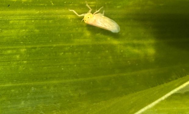 Alerta para el maíz tardío: encuentran chicharritas de forma temprana y comparten qué productos están disponibles para controlarla