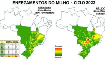 Brasil ya sufrió a la chicharrita del maíz: la estrategia de manejo que usaron para controlarla y el aprendizaje que les dejó