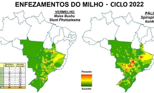 Brasil ya sufrió a la chicharrita del maíz: la estrategia de manejo que usaron para controlarla y el aprendizaje que les dejó