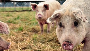 Pese a caída de precios, China aumentó la producción de carne porcina 