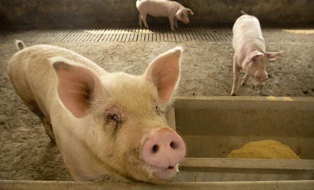La producción de carne de cerdo de China recuperó los niveles previos a la peste porcina africana
