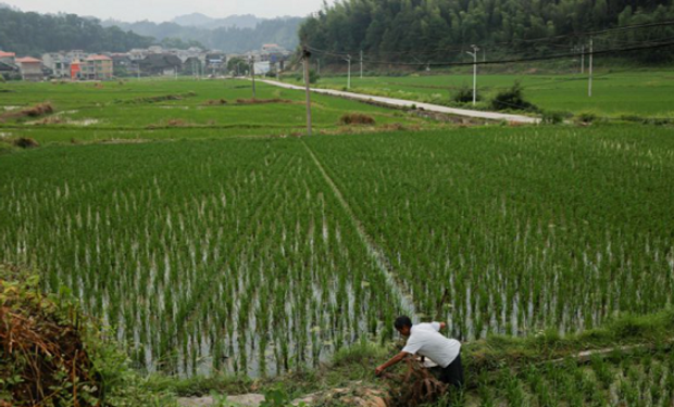 China aprueba la edición génica para impulsar la seguridad alimentaria