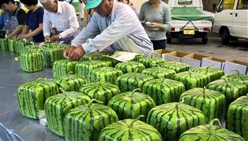 China cria centenas de variedades de alimentos no espaço sideral