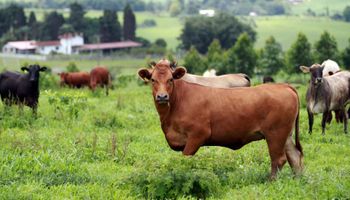 China confirma febre aftosa em milhares de bovinos