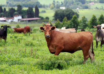 China confirma febre aftosa em milhares de bovinos