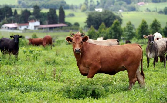 Casos foram registrados em Xinjiang e Gansu, envolvendo mais de 6 mil animais e mobilizando medidas emergenciais do governo chinês