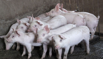Reemplazo a la soja: China descubrió cómo transformar monóxido de carbono en alimento para los cerdos