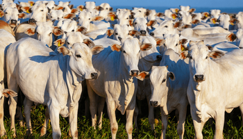 China reconhece todo o território brasileiro como livre de febre aftosa