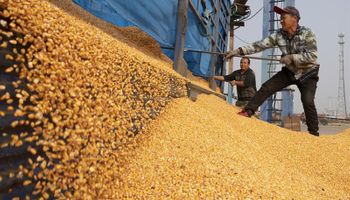 China autorizó la importación de maíz y maní de Brasil