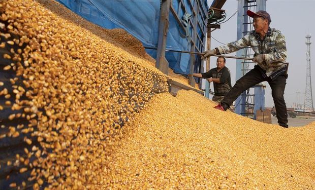 China autorizó la importación de maíz y maní de Brasil