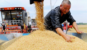 Soja y maíz: el claro mensaje interno de China para aumentar la producción