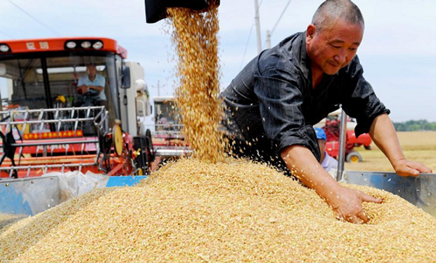 Soja y maíz: el claro mensaje interno de China para aumentar la producción