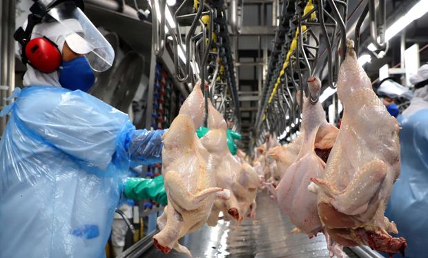 China retoma importações de carne de frango do Brasil