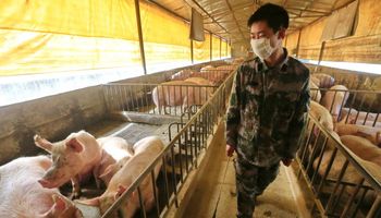 ¿Un nuevo mercado de granos? China recomienda diversificar la dieta de los animales