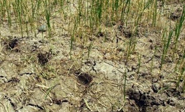 Tres millones de has. en China muy contaminadas para sembrar