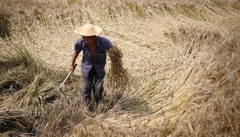 China reveló en qué año espera ser autosuficiente en trigo y arroz
