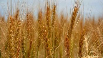 China compra trigo y maíz y en Brasil hay más soja: aspectos destacados de la oferta y demanda mundial de granos
