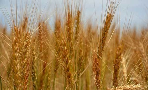 China compra trigo y maíz y en Brasil hay más soja: aspectos destacados de la oferta y demanda mundial de granos
