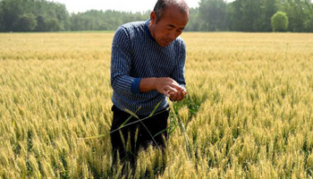 Un documento interno confirma que China apuesta a aumentar rendimientos de los cultivos en el período 2021-2025