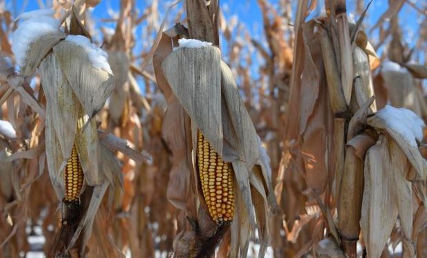 Récord: China se anotó una histórica compra de maíz norteamericano