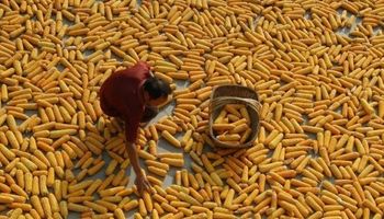 China autoriza a sus empresas a exportar maíz