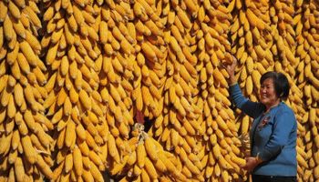 Soja, trigo y maíz: en 9 gráficos, cómo se encuentra la oferta y demanda global mundial