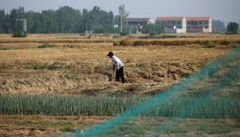 China apuesta fuerte a la soja local y fortalece la producción de semillas