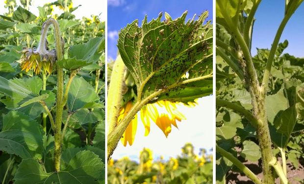 No hay estudios sobre el impacto de esta plaga en la producción de girasol, pero es probable que pueda generar los mayores daños desde la antesis y en la formación de la semilla.