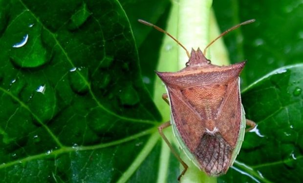 Claves para alejar los temores asociados a la chinche de los cuernos.