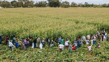 Chocleadas solidarias: convocan a productores a cosechar una hectárea de maíz a mano
