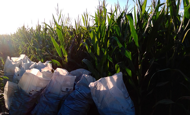 La Chocleada: tradición solidaria del campo para conectar con la comunidad